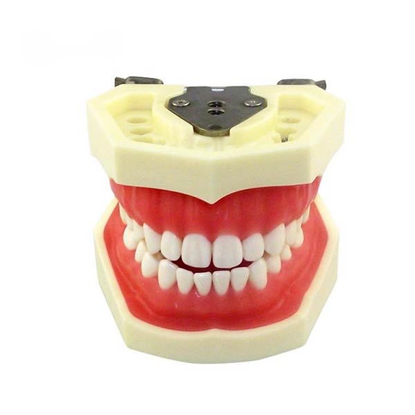UM-A4 Standard dentis (Soft Gum 28 dentes)