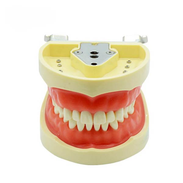 UM-A6 Standard dentis (Soft Gum 32 dentes)
