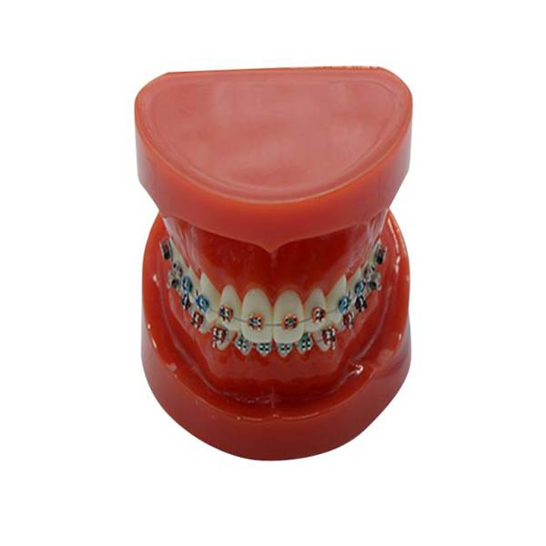 UM-B16 Studium Modelum cum dentes Fictis (Normal)