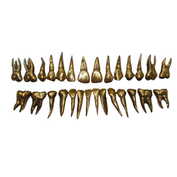 UM-D13 Morphologia Metal dentese