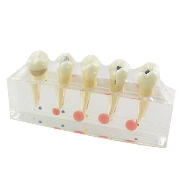 UM-L3A Clinical Module dentis et Detal Pulps